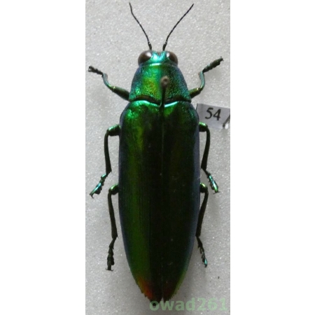 Chrysochroa fulminans (Fabricius, 1787) Indonesia, Java 36mm54
